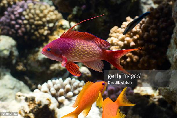 pseudanthias peces tropicales - redfish fotografías e imágenes de stock