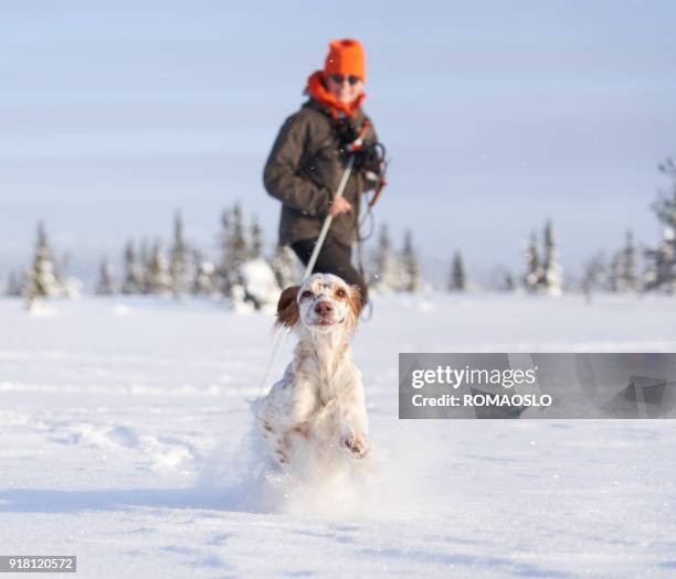 setter inglés en nieve profunda, noruega condado de oppland - perro adiestrado fotografías e imágenes de stock