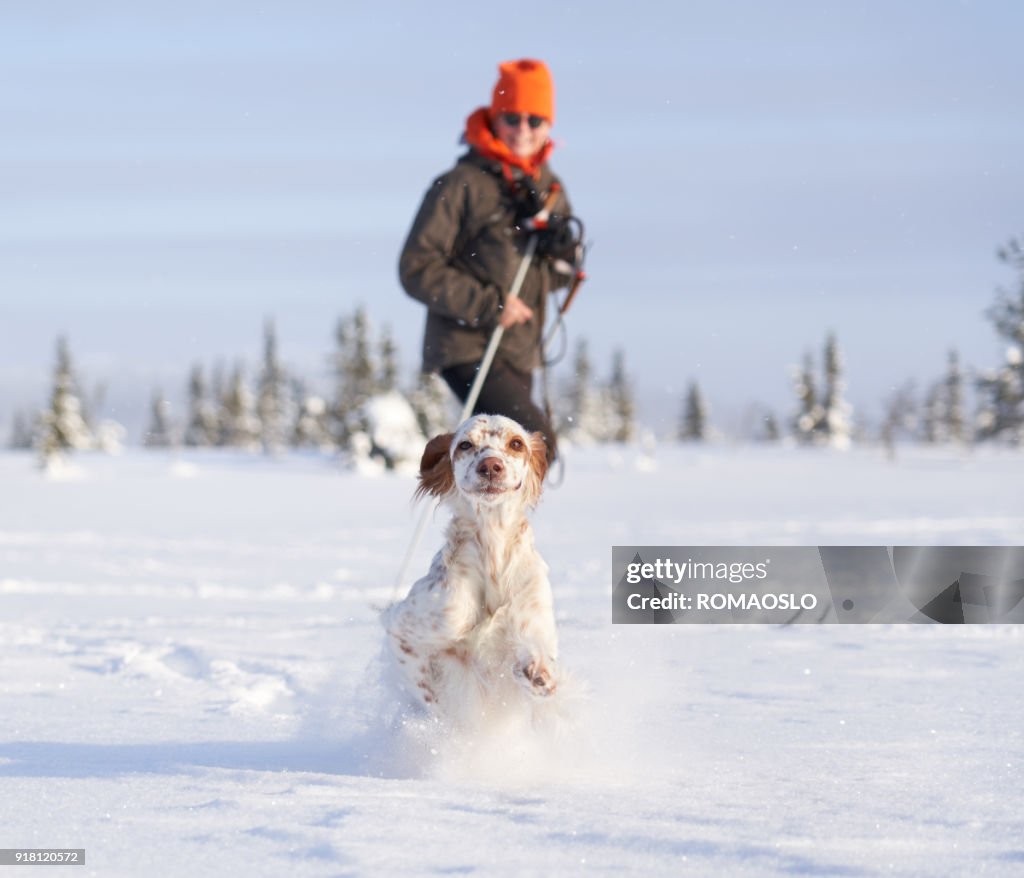 Engelse Setter uitgevoerd in diepe sneeuw, Oppland County Noorwegen