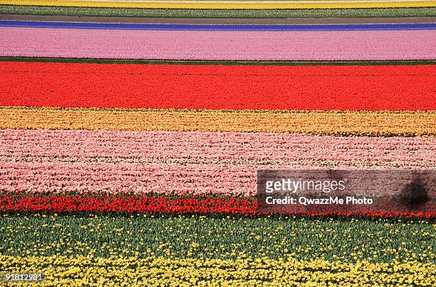 champs de tulipes - paysage agricole photos et images de collection