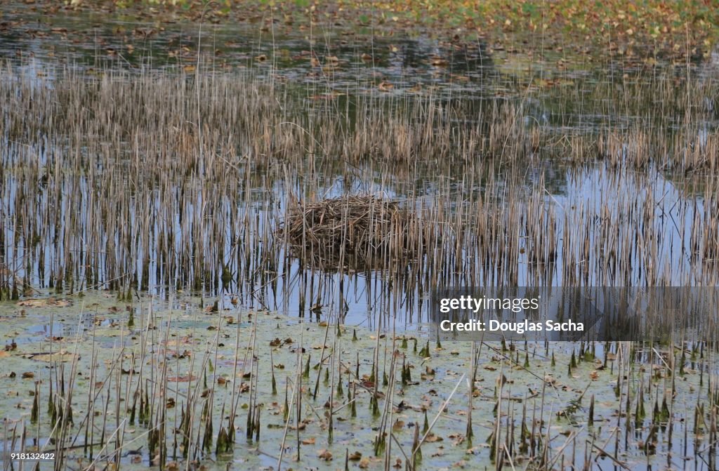 Beaver dam in the pond water