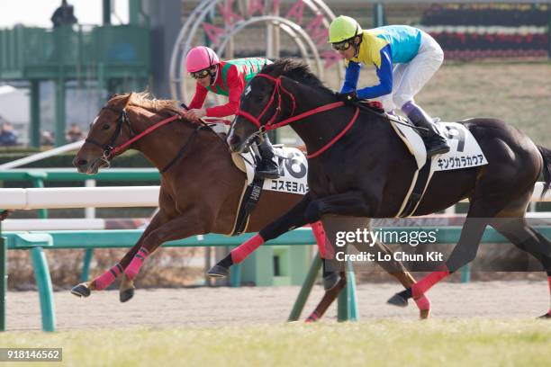 Jockey Daichi Shibata riding Cosmo Johanne wins Race 4 at Nakayama Racecourse on December 28, 2014 in Funabashi, Chiba, Japan.