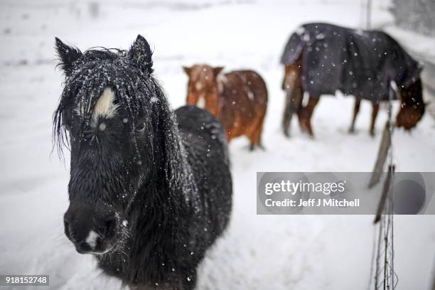 Ponies stand in the snow next to the A93 on February 14, 2018 in Spittal of Glenshee, Scotland. Weather forecaster issued another yellow be aware...
