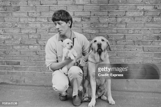 British television presenter John Noakes with an adult guide dog Labrador and a puppy which will be trained to become a guide dog for the blinds, 4th...