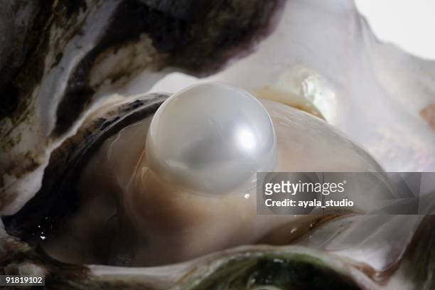 oyster and pearl - pearl stock pictures, royalty-free photos & images