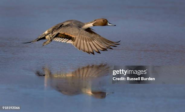 pintail duck - see lake waterfowl stock-fotos und bilder