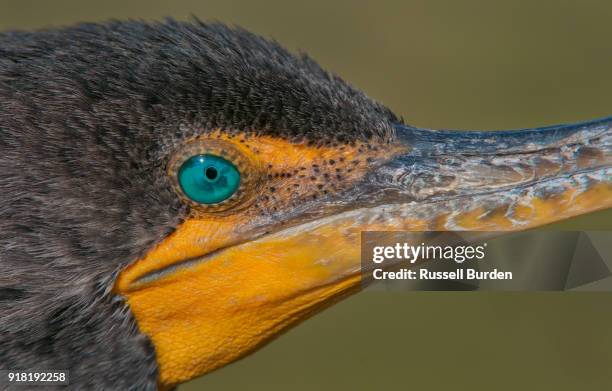 Cormorant High-Res Stock Photo