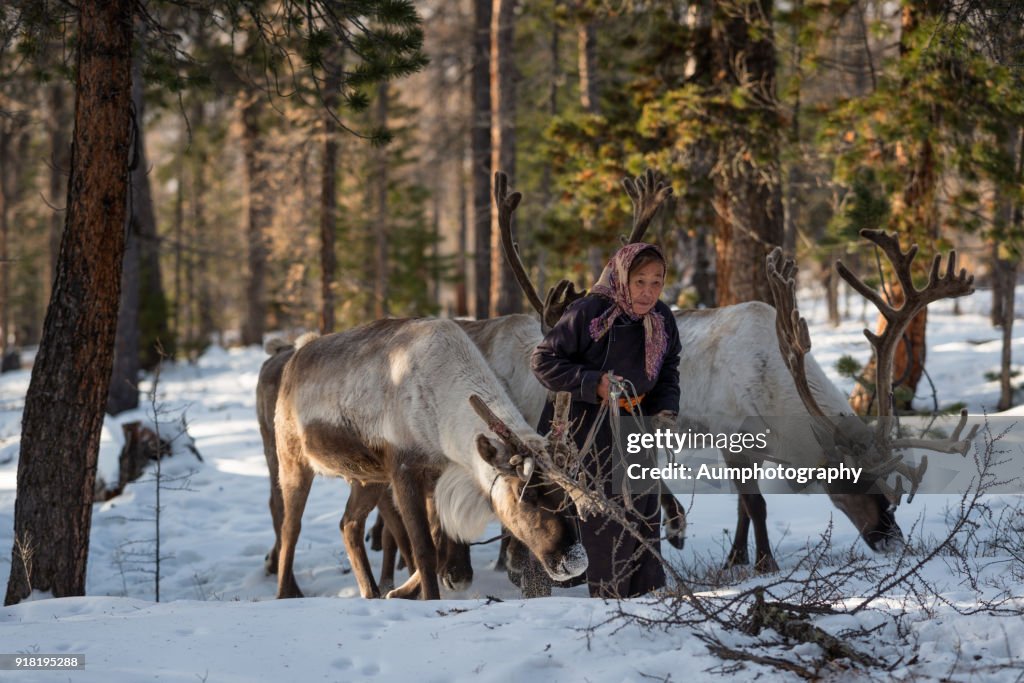 Tsaatan Reindeer People, Mongolia