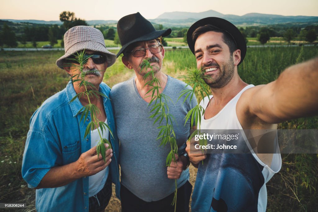 Men enjoying in marijuana field