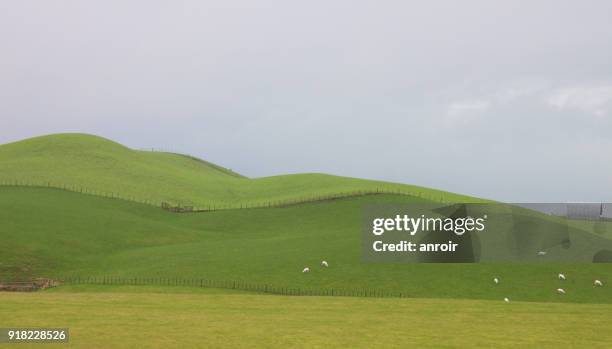 green hills in matamata - matamata stock pictures, royalty-free photos & images