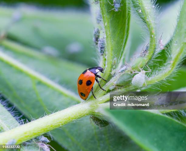 ladybird eating aphids - ladybug aphid stock pictures, royalty-free photos & images