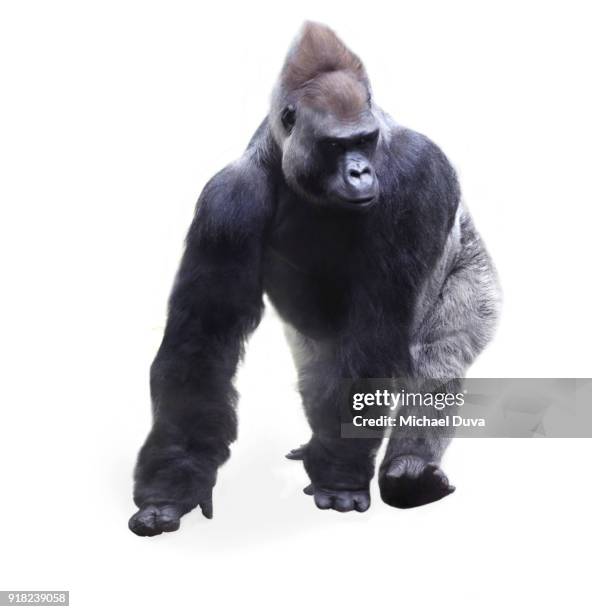 gorilla walking - gorilla stock-fotos und bilder