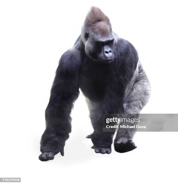 gorilla walking - western lowland gorilla stock pictures, royalty-free photos & images
