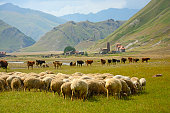 Georgian sheeps