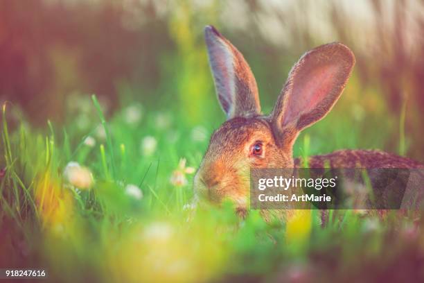 138 Animals With Big Ears Photos and Premium High Res Pictures - Getty Images 138 Animals With Big Ears Photos and Premium High Res Pictures - Getty Images