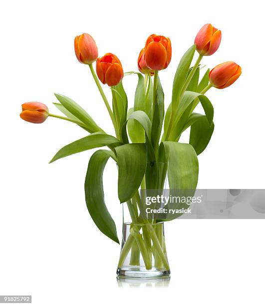 seven red orange fresh cut tulips in glass vase isolated - orange flower stock pictures, royalty-free photos & images