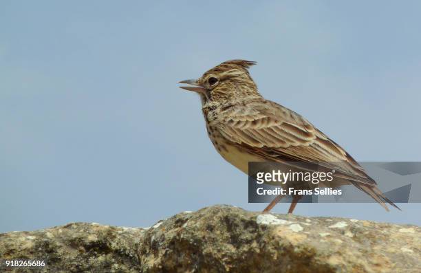crested lark (galerida cristata) calling, volubilis, morocco - crested lark stock pictures, royalty-free photos & images