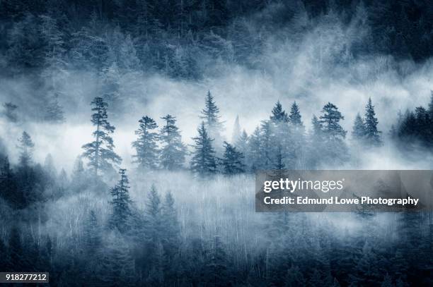 rain forest clouds in the pacific northwest. - bc stock pictures, royalty-free photos & images