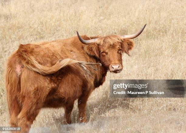 scottish highland cattle - hairy p stock pictures, royalty-free photos & images