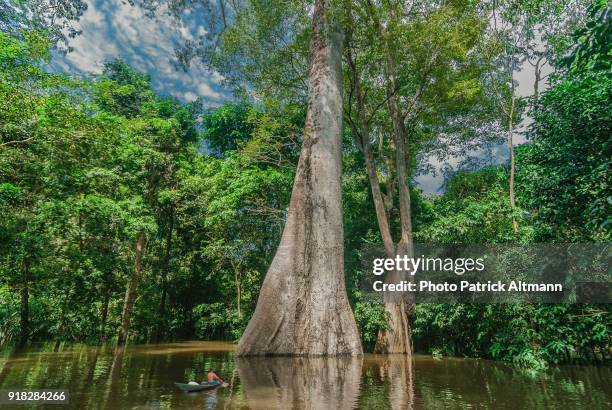 native rowing in dugout canoe in the rainforest near one of the largest amazon tree - dugout canoe fotografías e imágenes de stock