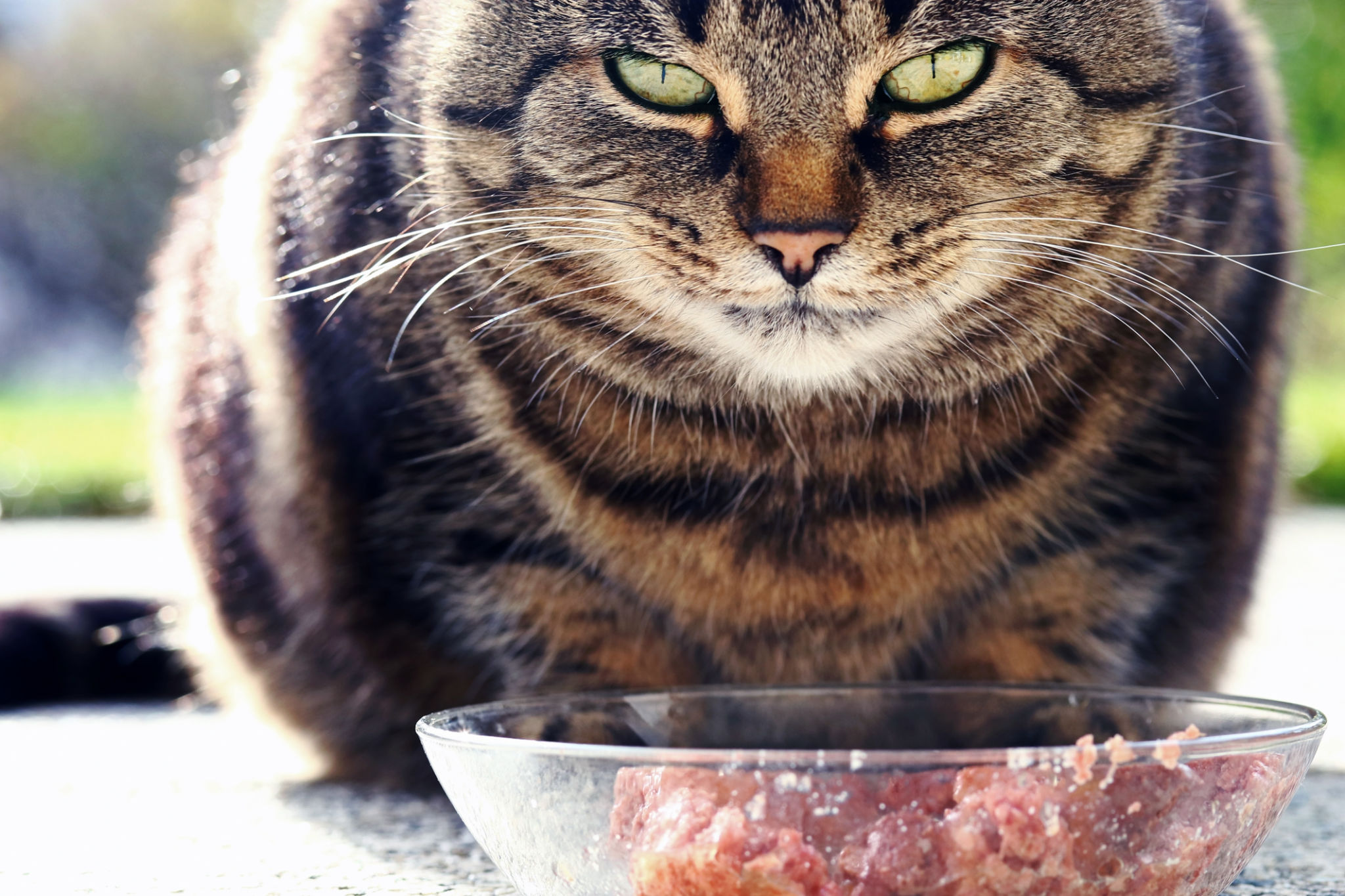 A cat gets angry if it is disturbed while eating A cat gets angry if it is disturbed while eating