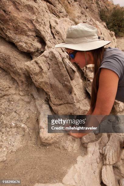 woman hiker fossil bone fossil discovery trail morrison formation dinosaur national monument utah - dinosaur national monument stock pictures, royalty-free photos & images