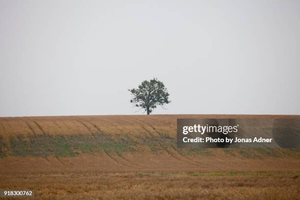 the lonely tree in the field - jonas adner stock-fotos und bilder