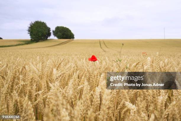 the red poppy in the field - una sola flor fotografías e imágenes de stock
