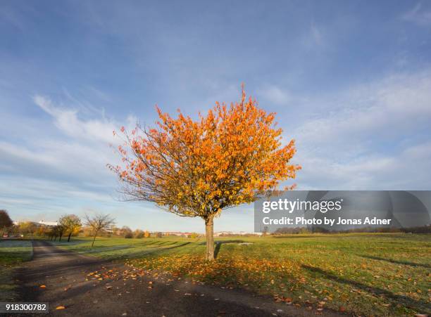 the lonely tree with the golden leaves - jonas adner stock pictures, royalty-free photos & images