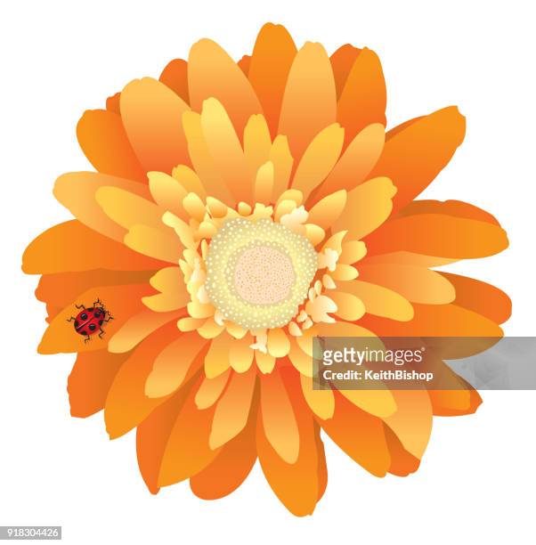 gerbera daisy flower with lady bug - gerbera stock illustrations