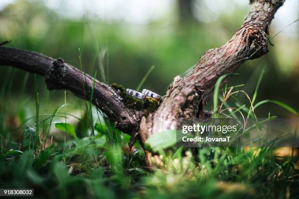 silver wedding rings on old tree - jovanat stock pictures, royalty-free photos & images