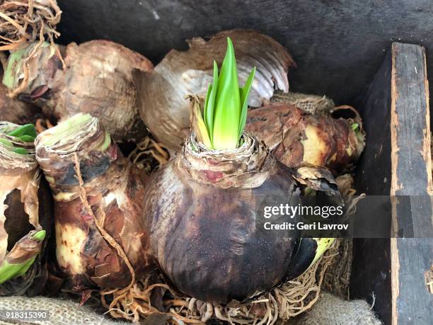 amaryllis onion - amaryllis stock-fotos und bilder