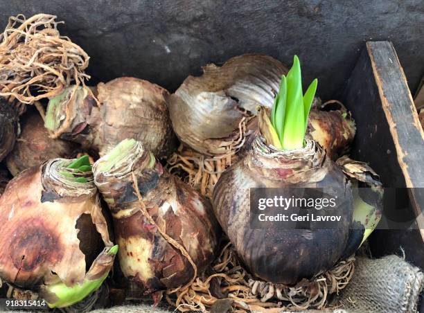 amaryllis onion - amaryllis stock-fotos und bilder
