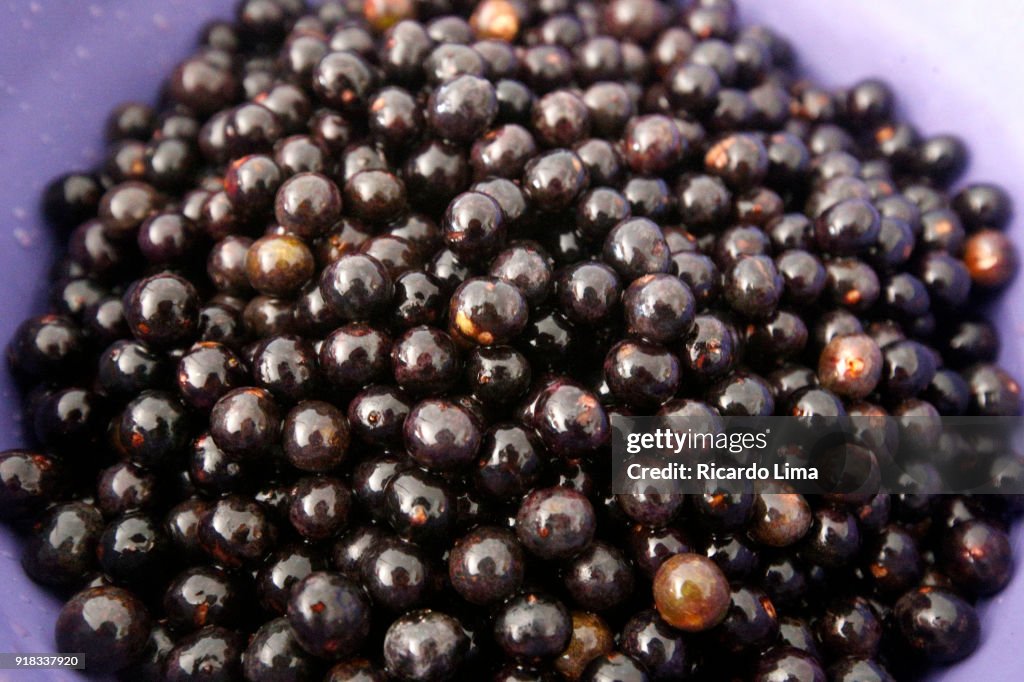 Aca Berries (Euterpe oleracea)