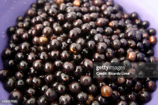 aca berries (euterpe oleracea) - acai ストックフォトと画像