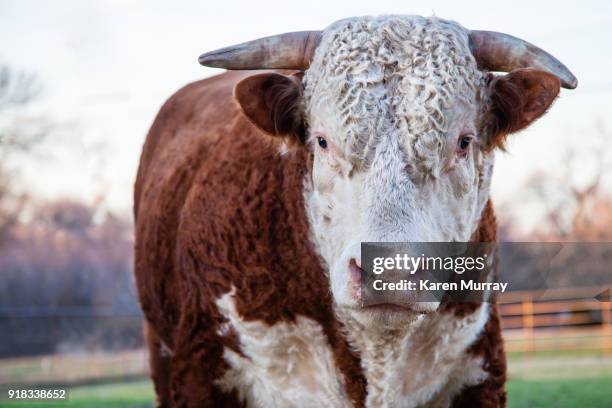 hereford bull - hereford stock-fotos und bilder