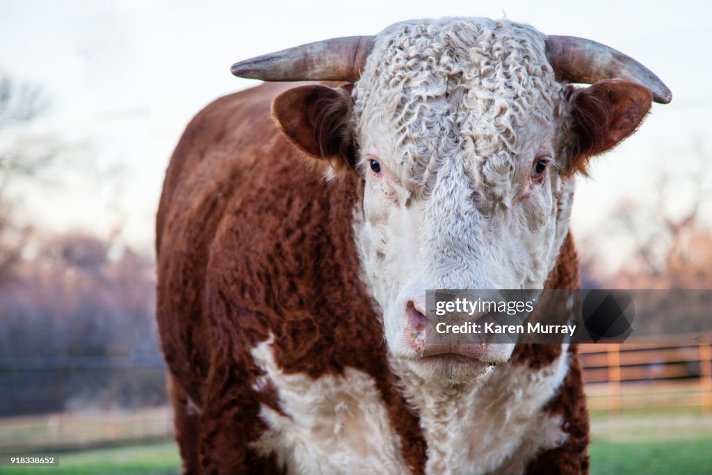 Hereford Bull