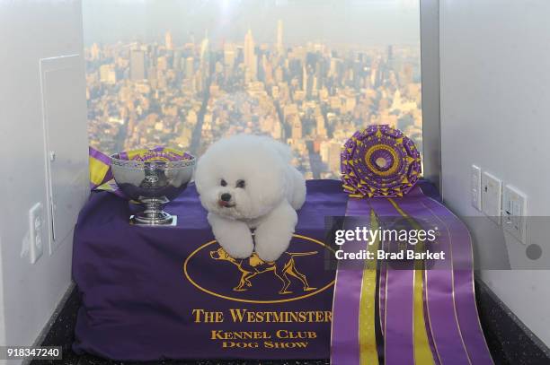 Best in Show" at the Westmintster Kennel Club Dog Show , Flynn, a Bichon Frise visits One World Observatory the at One World Observatory on February...