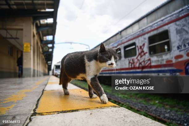 Cat walks near scrap trains decorated with graffitis at the Haydarpasa train station in Istanbul, on January 15, 2018. Built in the first decade of...