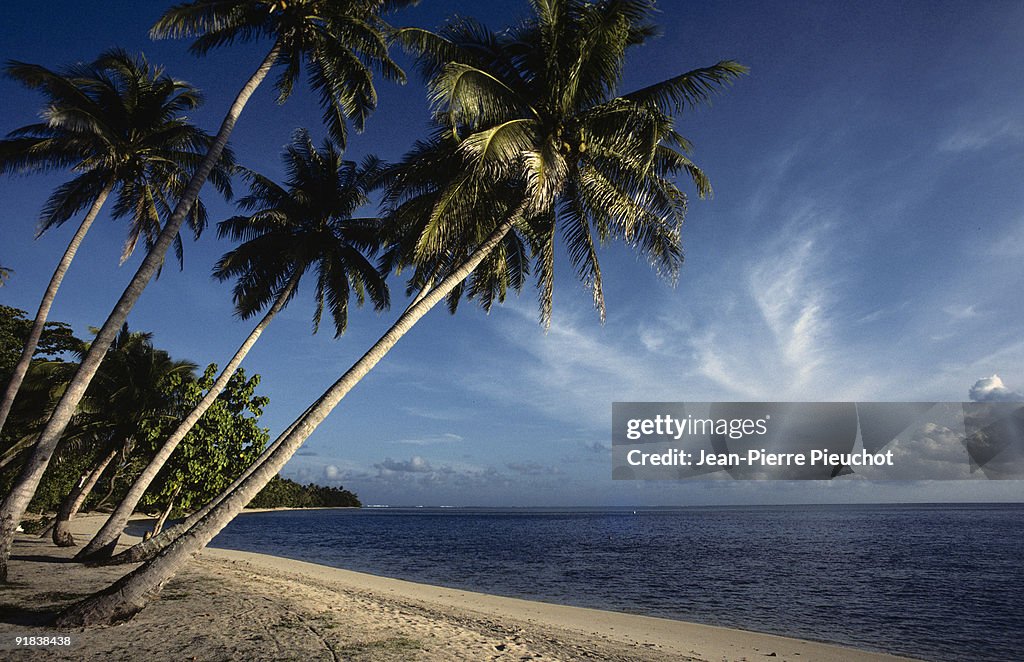 Palm tress on beach