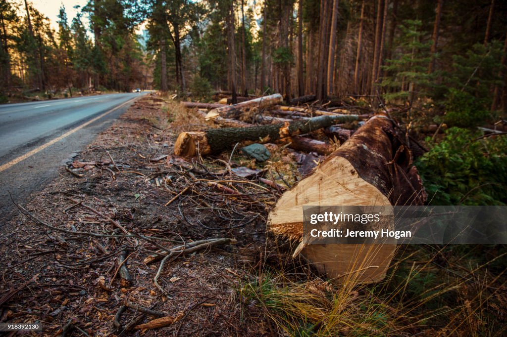 Trees are cut down in Yosemite Valley