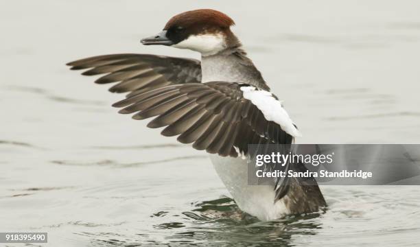 Smew In Flight 146 Smew Duck Stock Photos, High-Res Pictures, and Images - Getty Images
