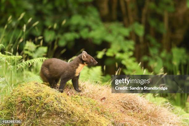 a stunning pine marten (martes martes) standing on a mossy mound in the highlands of scotland. - martes stock pictures, royalty-free photos & images