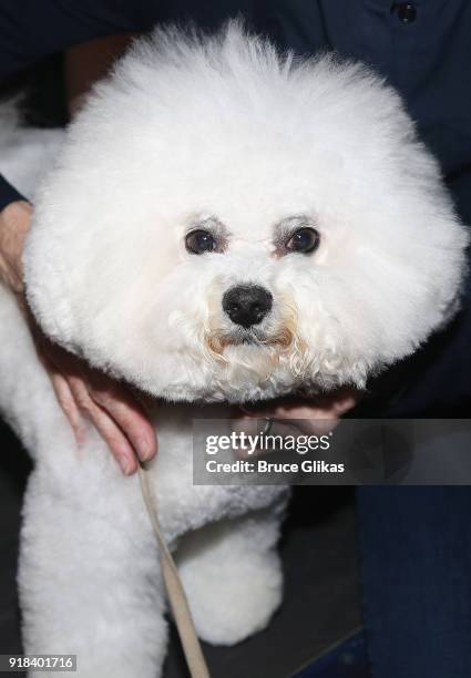 Westminster Dog Show 'Best in Show' Winner Flynn poses backstage at "Kinky Boots" on Broadway at The Hirschfeld Theatre on February 14, 2018 in New...