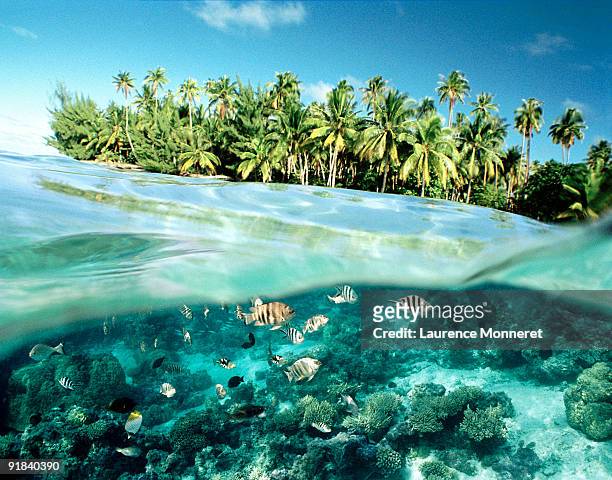 fish swimming by island - french polynesia stockfoto's en -beelden