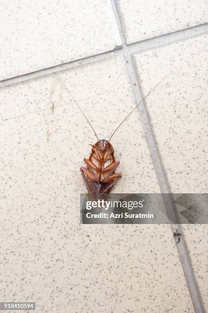 Cockroach Exploding Cockroach Infestation Photos and Premium High Res Pictures - Getty Images