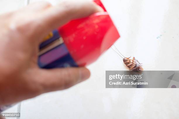 death cockroach on the floor, pest control concept. - cockroaches stock pictures, royalty-free photos & images