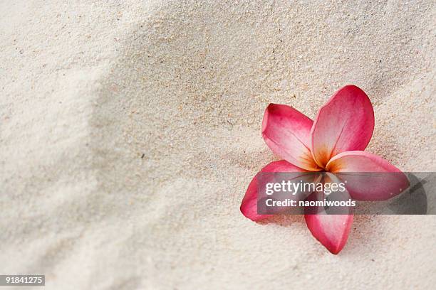 frangipani (plumeria) flower on sand - frangipani stock pictures, royalty-free photos & images