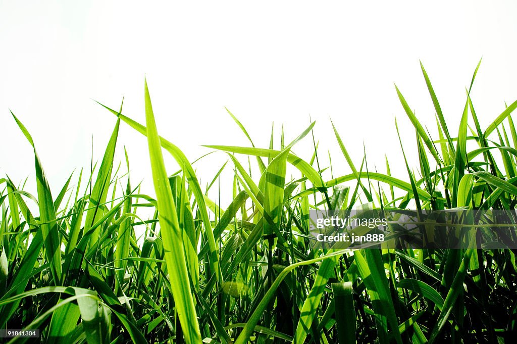 Grass isolated