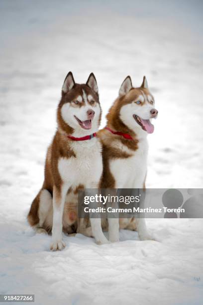 brown and white siberian husky couple on snow - siberian husky stock-fotos und bilder